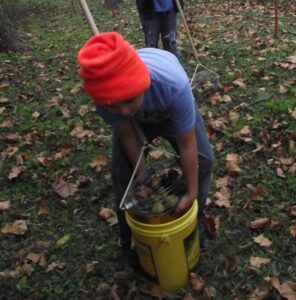 Black Walnut Season Image